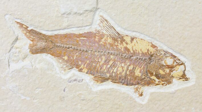 Bargain, Fossil Fish (Knightia) - Wyoming #126028